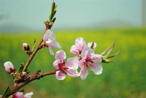 桃花哪裡買|桃花